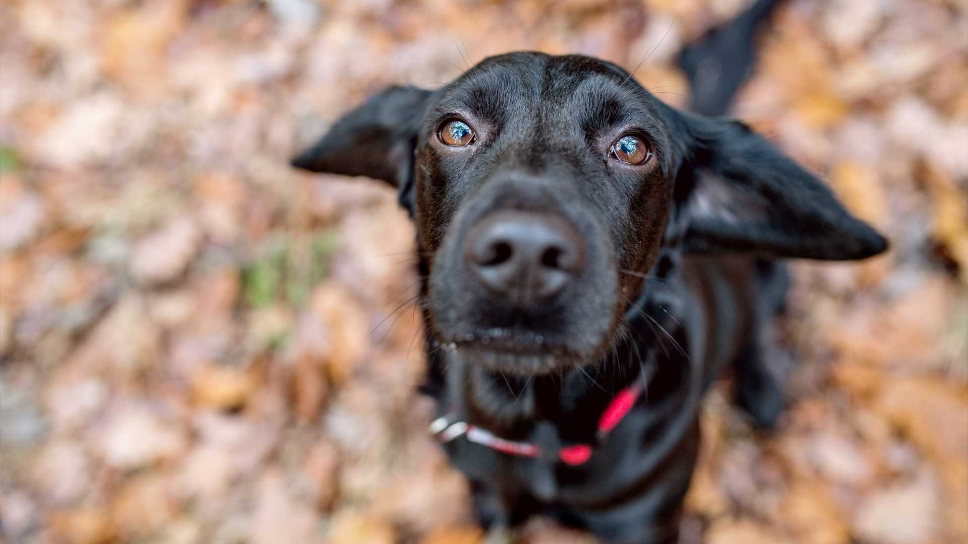 Black Dog Rescue Society of B.C